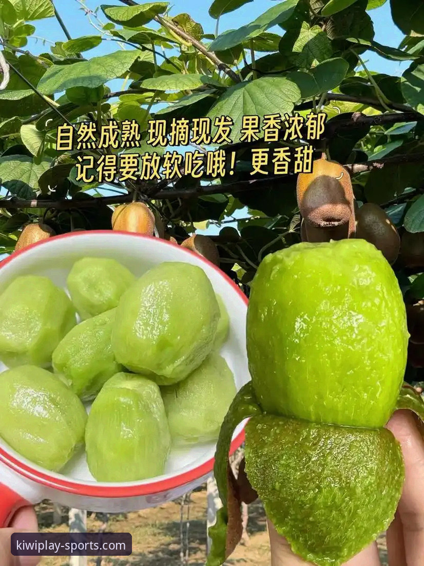 奇异果体育版本对比使用技巧：6个关键维度助你选择最佳版本